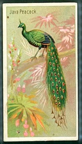 17 Java Peacock
